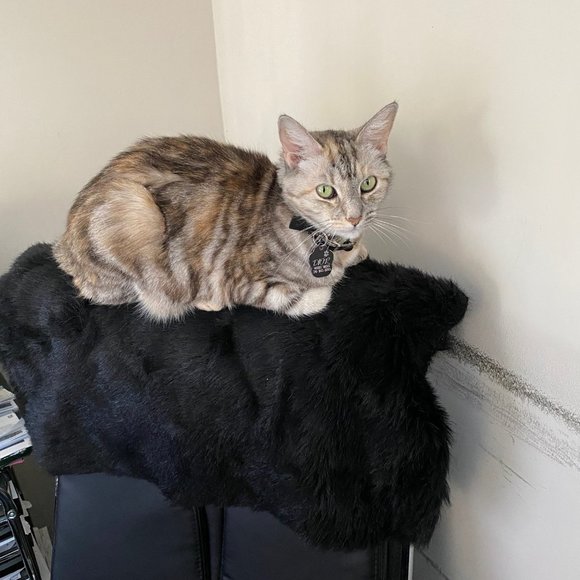 Meet your Posher, Designer - Picture 2 of 4